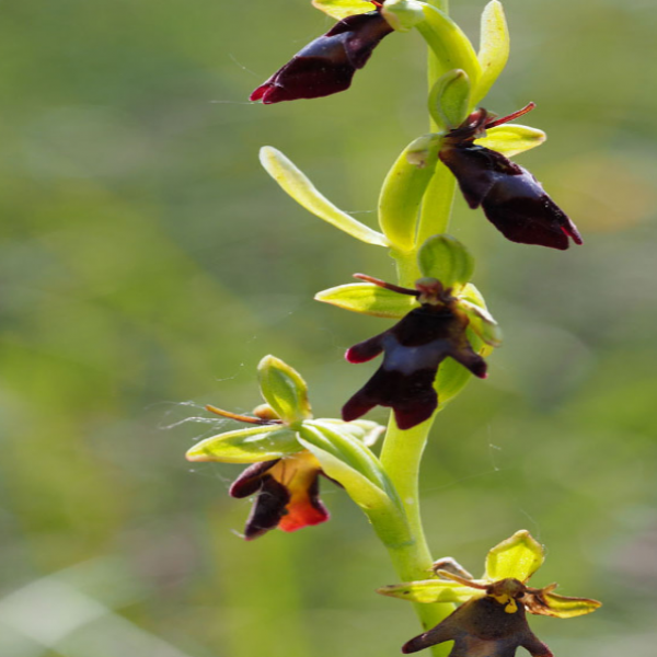Ophrys insectifera